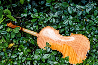Treasure in the woods a Violin in Asian Jasmine